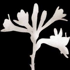 OSMOART, perfume, color & sound