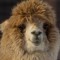 Alpaca Approved