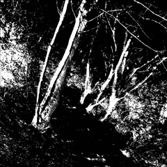 Occult Forest