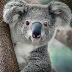 Koala Lehren