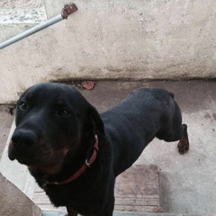 loic03