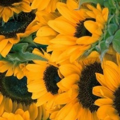 🌻