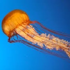 hypoc