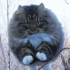 meowball