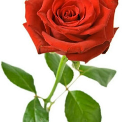 user377879762 Chi Adams