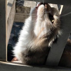 mèo aki~
