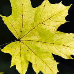 M.W.S.C "GHETTO STAR" Original Vocal Mix