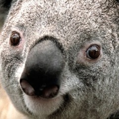 Скриптонит