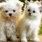 Catty and Doggy