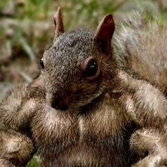 50% Squirrel