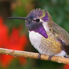 Hummingbird's Bits & Pieces