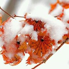 Diep Lai