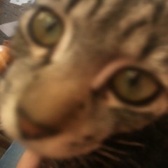 Deniss