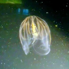 Thought Porch Podcast