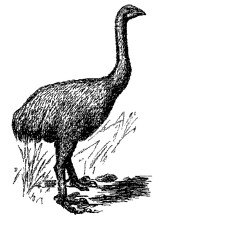 Moa
