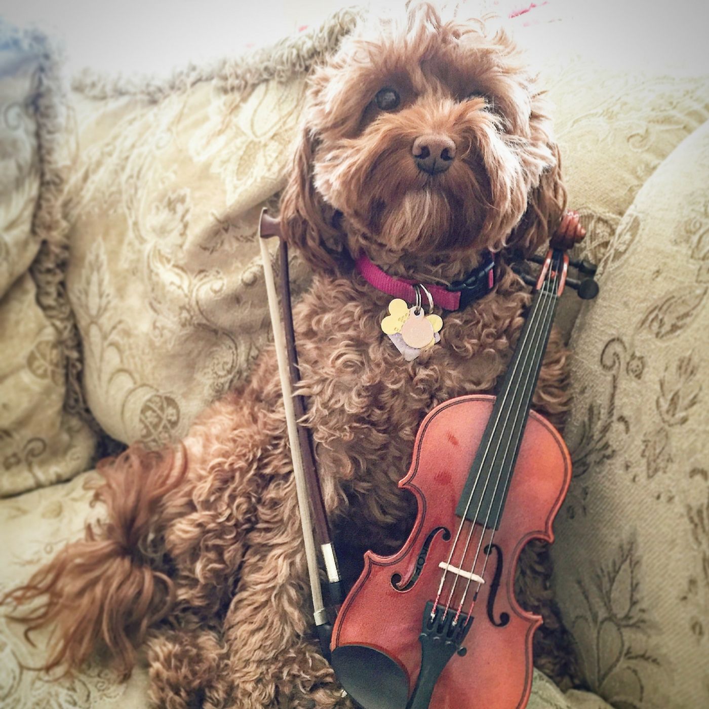 Chili Dog Strings Podcast