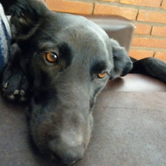 Ronan Lencione Roque