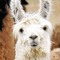 Llama Boy