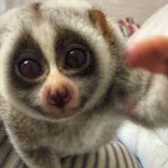 LeMuR