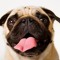 PugLess