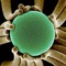 nucleo