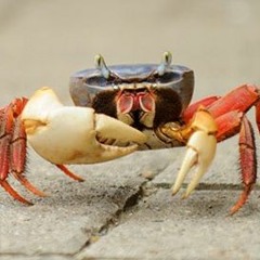 fmcrab