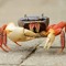 fmcrab