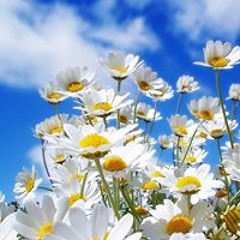 amal_shams