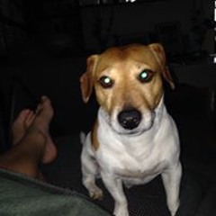 Giorgino Vansteenvelt