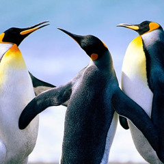The Penguin Council