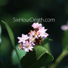SixHourDeath