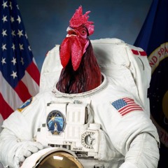 roosterinspace