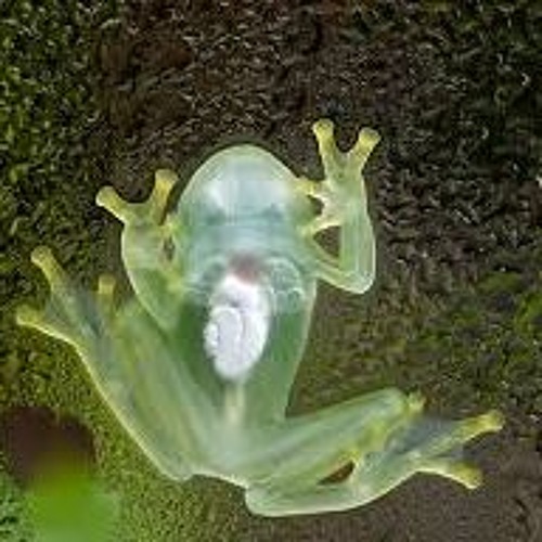 Mister Frog’s avatar
