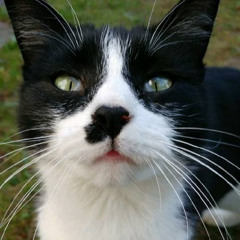 Minko