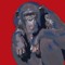 m.f.t. Chimpanzee