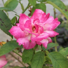 This Account Has Been Forgoten