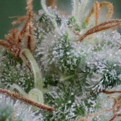 The Trichomes