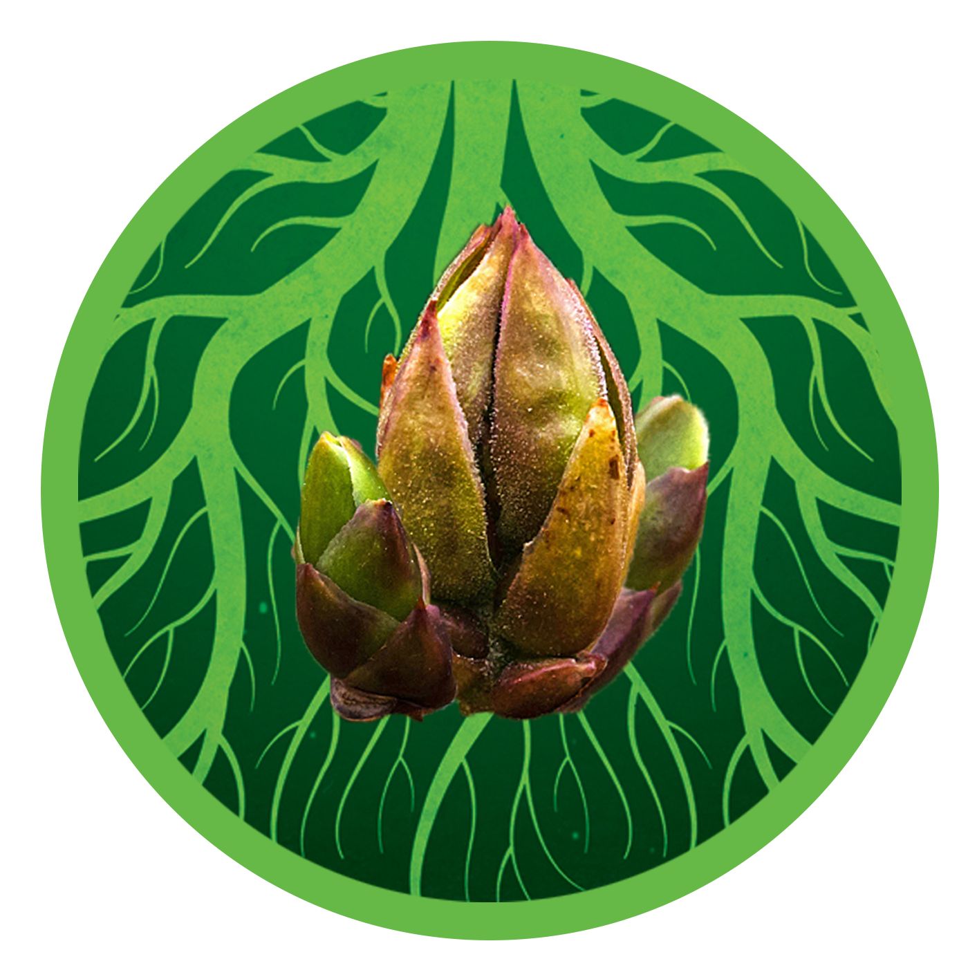 Knospenkraft und Wurzelspiel