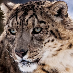 Марк Винсонт