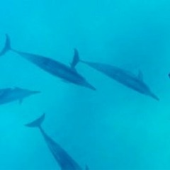 Hawaii Real Nature Tours : Private Tours Oahu