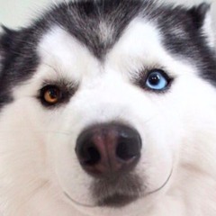Husky Boy
