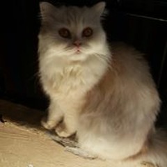 إيمان حامد الدواخلي