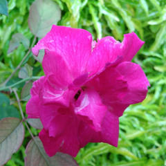 FAJRI ANDRIANTO1998 gober