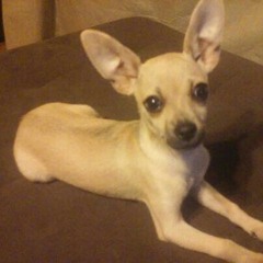Doggo
