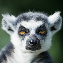 lemu