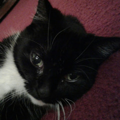 Mindless Self Indulgence