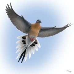 The Passenger Pigeons