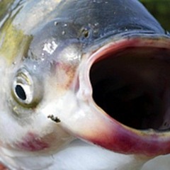 Batchelors of Science