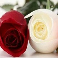 Asmaa Mohmod