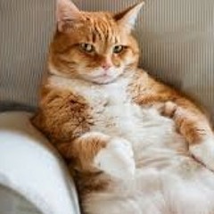 gatito hd